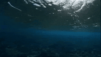 Water Ocean GIF by PBS