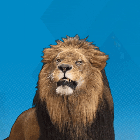 We-are-lions GIFs - Get the best GIF on GIPHY