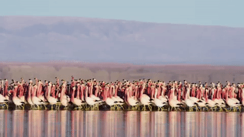 200.gif?cid=fc005b088f7d91d843e227e2d84a806e033f3061761f720a&rid=200.gif&ct=g