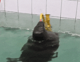 Spec  GIF