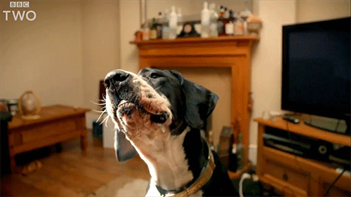 Bbc Two Dog GIF by BBC