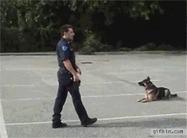 Dog Car GIF