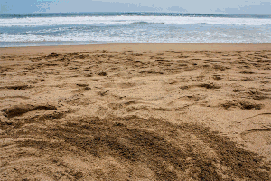 aldabar animation beach ocean sea GIF