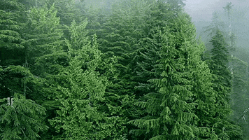 trees GIF by Earthjustice