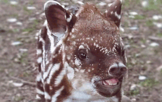 neonmag  GIF