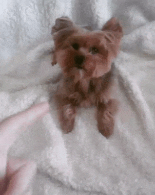 licjorgezc  GIF