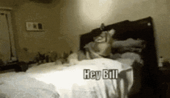 Dog Lol GIF