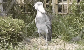 shake it off shoebill stork GIF