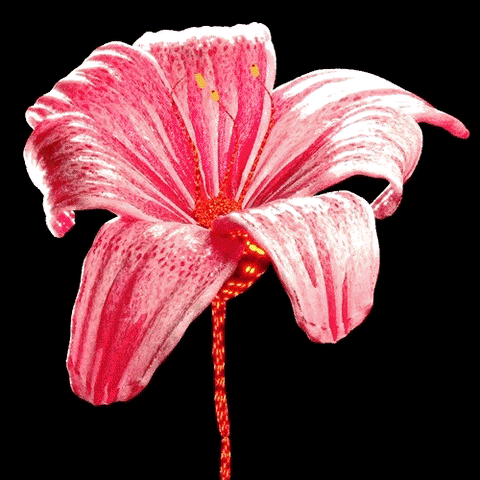 moesuliman glitch flower color pattern GIF