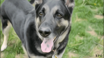 200.gif?cid=fc005b08639e26ec2b1e2c05d77ed59ef496dea481639b15&rid=200.gif&ct=g