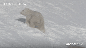 bbc snow bbc cubs polar bear GIF