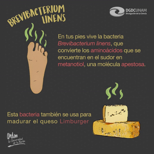 dgdcunam cheese queso bacteria microorganismo GIF