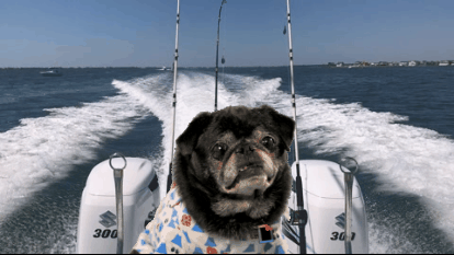 giphy.gif