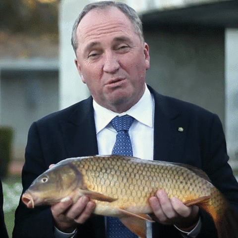 qldaah carp barnaby joyce GIF