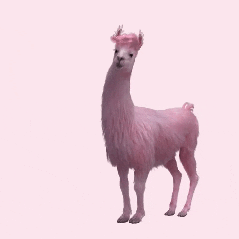 Pink Alpaca Gifs Get The Best Gif On Giphy