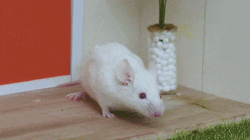 Mouse Eclair GIF by CANAL+