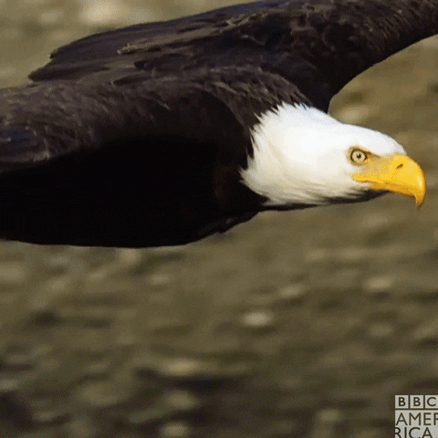 The Eagles GIFs - Get the best GIF on GIPHY