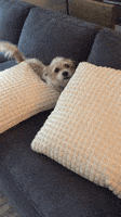 pillow talk dog GIF by Gottalotta
