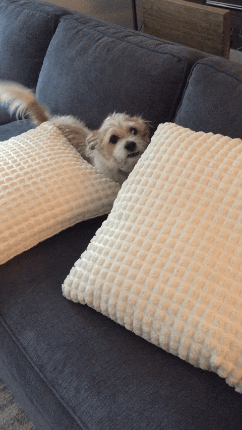 pillow talk dog GIF by Gottalotta