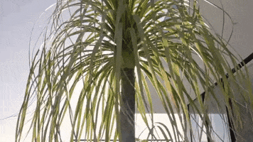 GIF by Keller Williams Beverly Hills