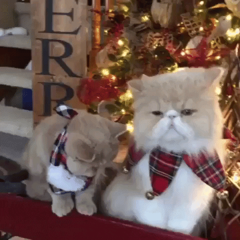 Christmas Festival GIF by JustViral.Net
