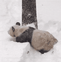 snow panda GIF
