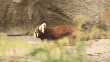 walsh confused bear panda red panda GIF