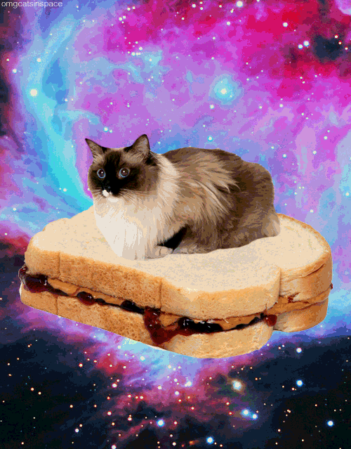 Cat Space GIF by SplatMag