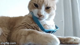 master5o1 cat james deal with it master5o1 GIF