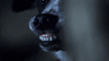 paranormal witness dog GIF by SYFY