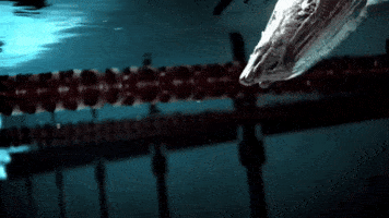 Olympic Swimming GIFs - Find & Share on GIPHY