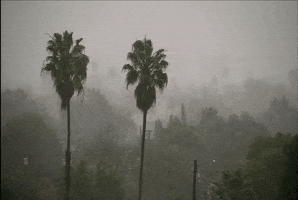 Palm Tree Fog GIF by The Hills