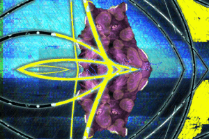 Stereb art cat gif popart GIF