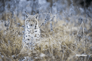 200.gif?cid=f986f123n8xheqmzh5h091xhjzkn