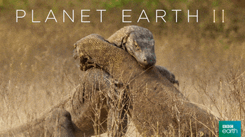 planet earth 2 fight GIF by BBC Earth