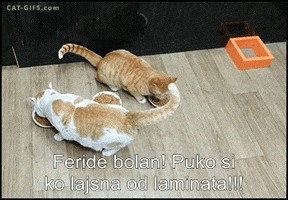 salaukovina  GIF