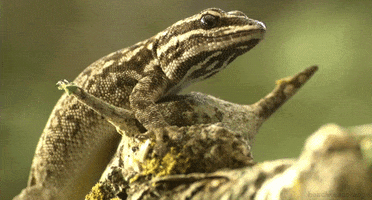 papodeprimata lagartixa lygodactyluscapensis capedwarfgecko GIF