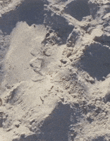 dog relaxing GIF by America's Funniest Home Videos