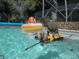 salaukovina  GIF