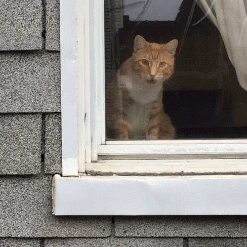Beware Of Brooklyn Kitty GIF