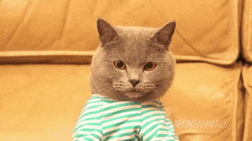 wick cat post shit shitpost GIF