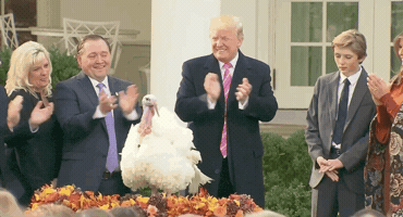 Donald Trump GIF