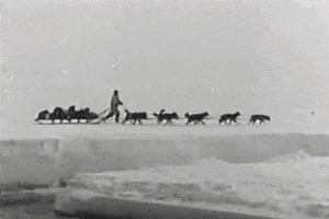 Video gif. Vintage black and white footage of a dog sled team racing across the snow, pulling a large dog sled as a musher runs alongside them.
