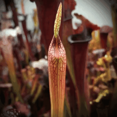 alzheimer planta carnivora GIF
