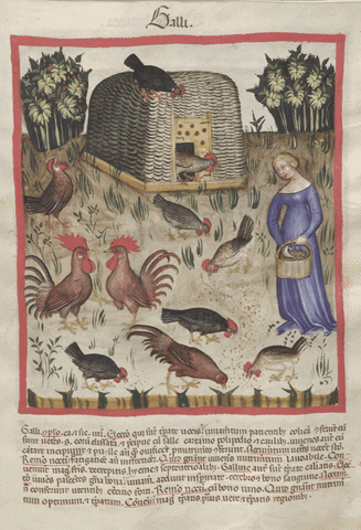 gifitup chicken love is in the air gifitup europeana GIF
