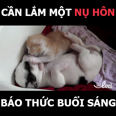 gifcreatorlozi lozihanoi vietnamesegif GIF