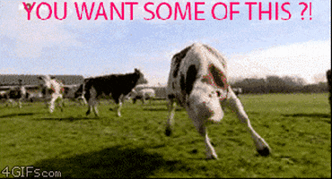 cows what GIF
