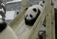 Panda-funny GIFs - Get the best GIF on GIPHY