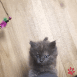 Cute Kitten GIF by pawsr