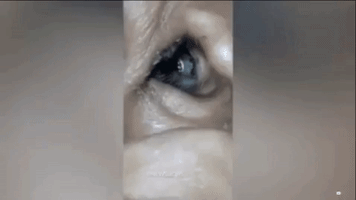 pablodelcastillomoch  GIF